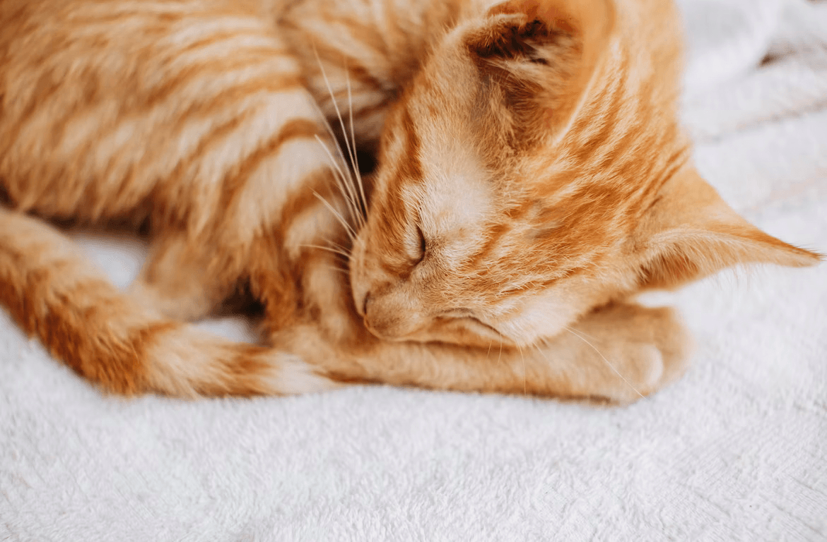 Playful kitten