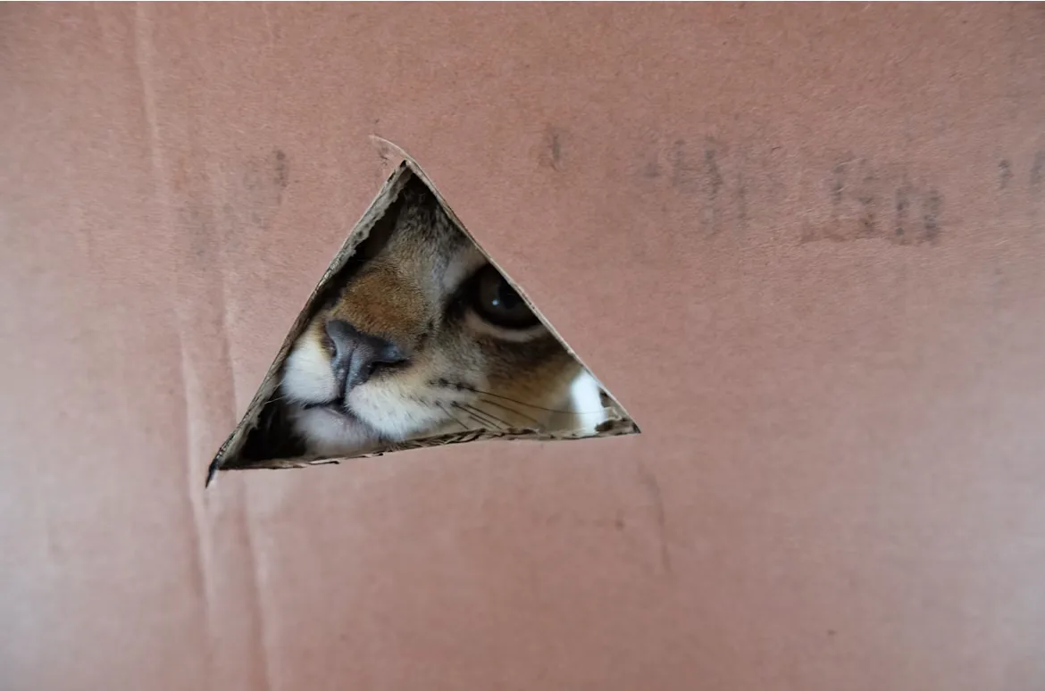 Cat in box